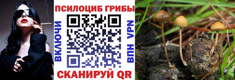 Галлюциногенные грибы Psilocybine cubensis  Купить  Плёс 